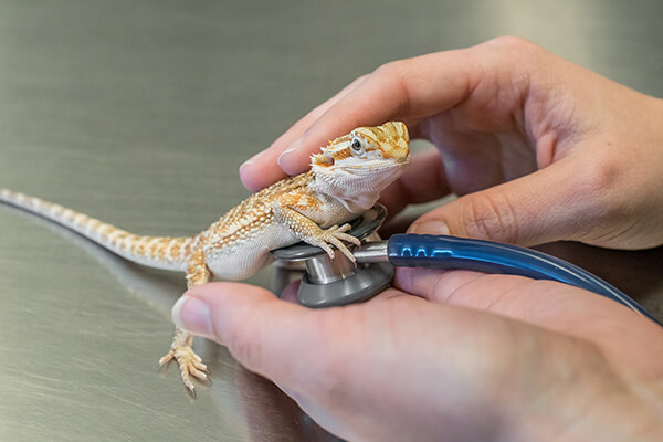 reptiles-annual | Arlington Veterinary Center