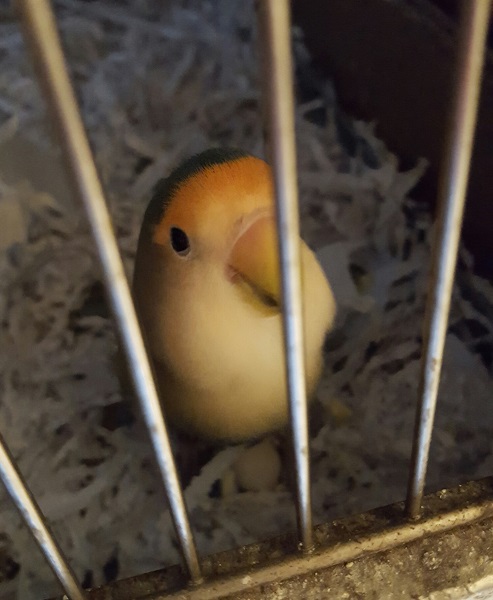 Chronic Egg Laying in Parrots | Arlington Veterinary Center